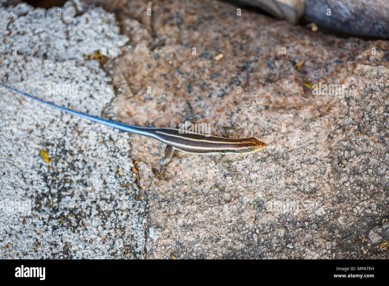 Afrikanische Bluetail Skink (Trachylepis quinquetaeniata, früher Mabuya quinquetaeniata), auf einem Felsen, Likoma Island, Malawi, Süd-afrika Stockfoto