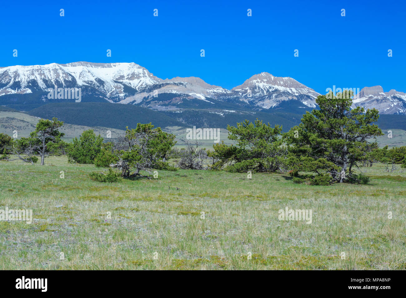 Gipfel entlang der felsigen Bergfront in der Nähe von Choteau, montana Stockfoto