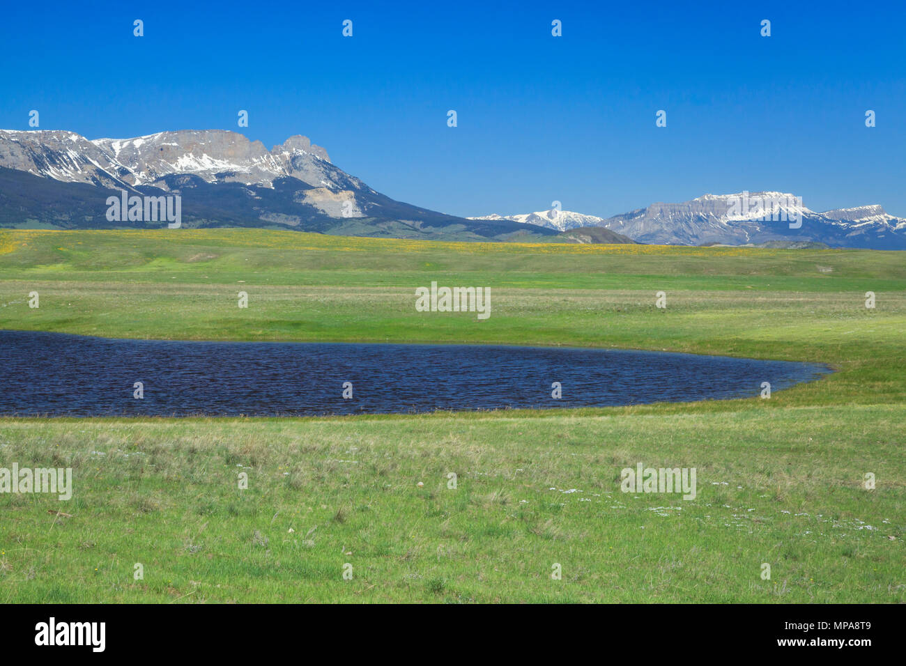 Feuchtgebiet und Wiese unterhalb der Rocky Mountain Front in der Nähe von Augusta, Montana Stockfoto