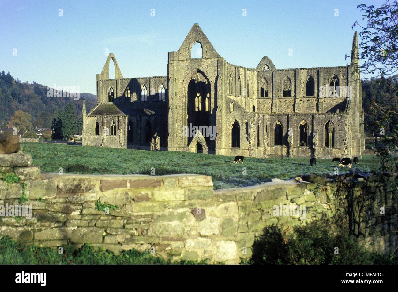 1988 historische STEINMAUER Tintern Abbey Ruinen WYE VALLEY MONMOUTHSHIRE GWENT SOUTH WALES UK Stockfoto