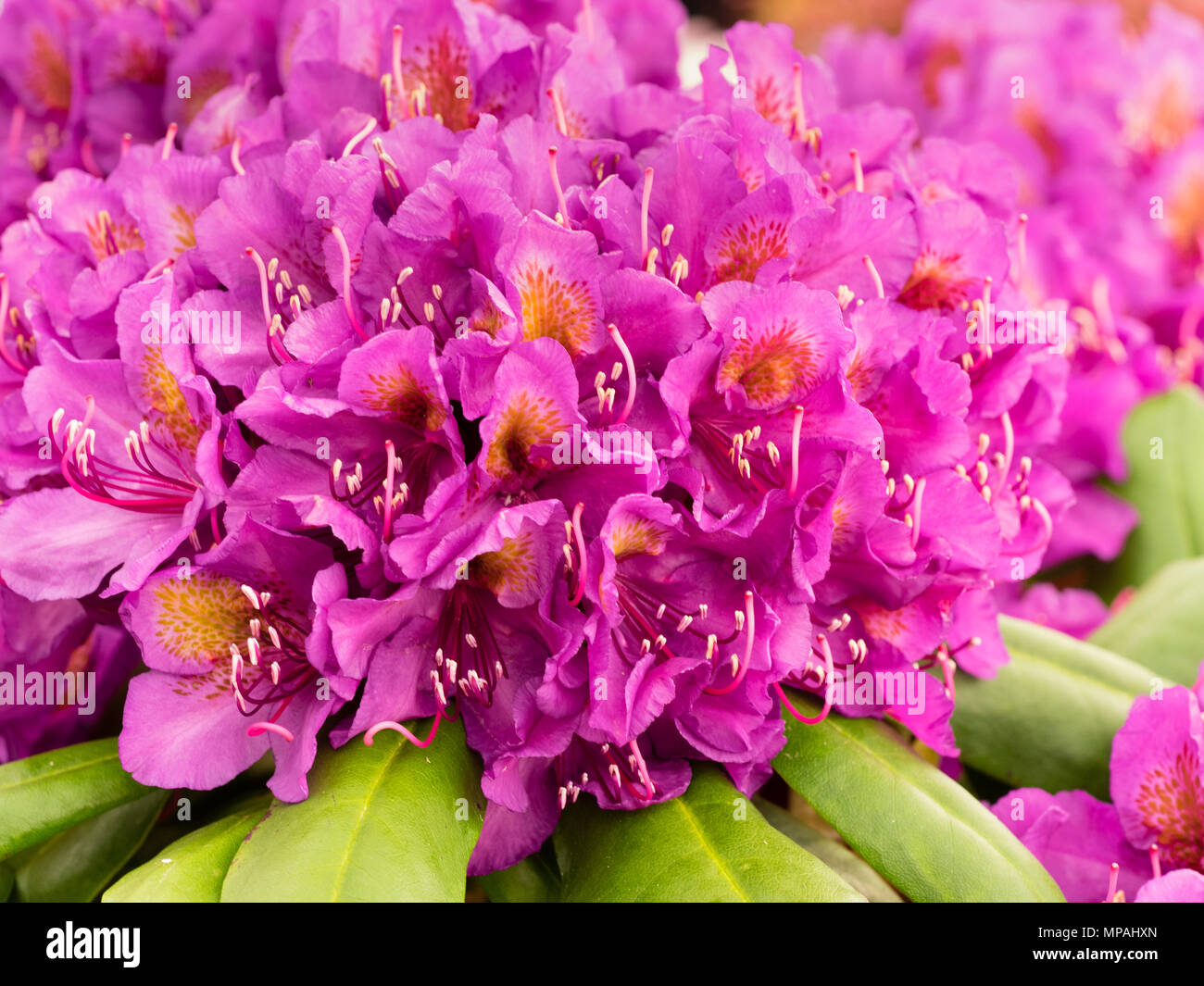 Clustered magenta Blumen in den Dachstuhl Der winterharte Hybriden Rhododendron, 'Marcel Menard' Stockfoto