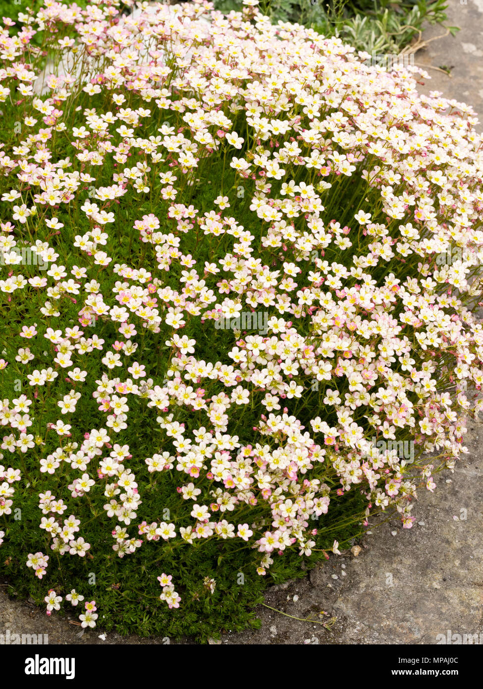 Blass rosa und weiße Form der Bemoosten, Saxifraga x arendsii Steinbrech, Blüte im Frühsommer Stockfoto