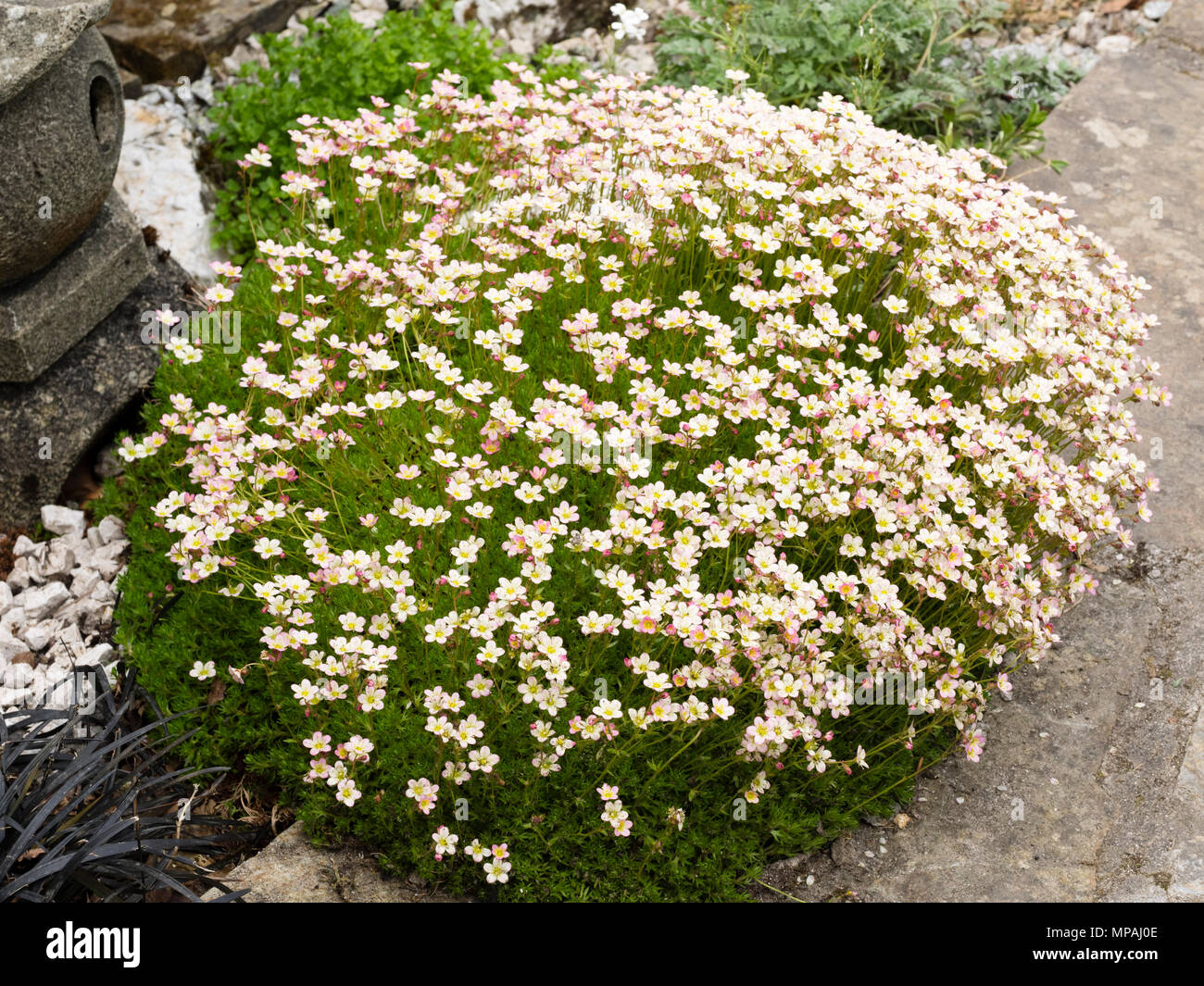 Blass rosa und weiße Form der Bemoosten, Saxifraga x arendsii Steinbrech, Blüte im Frühsommer Stockfoto