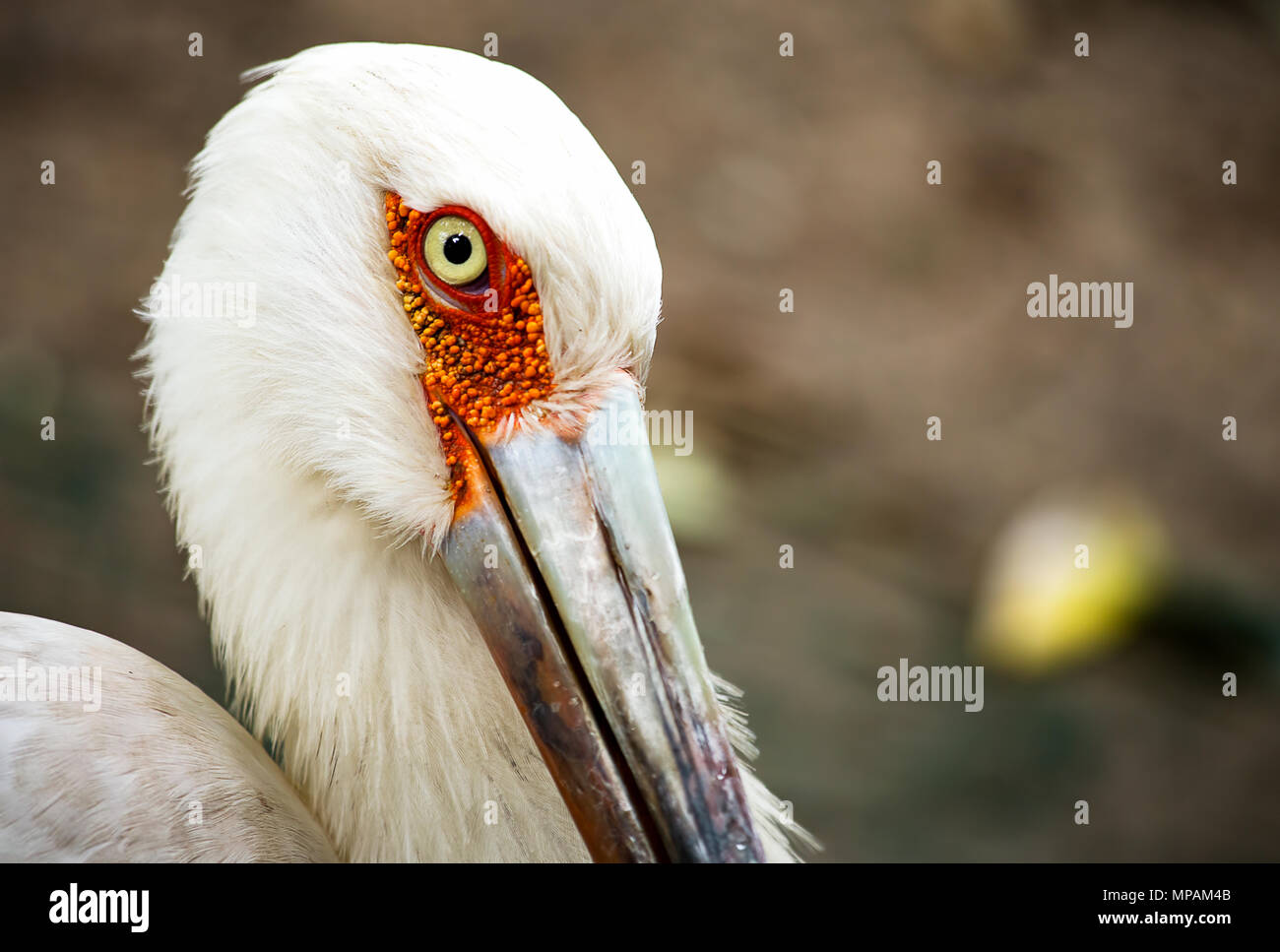 Nahaufnahme der maguari Storch Kopf mit seinen mesmerzing Auge. Stockfoto