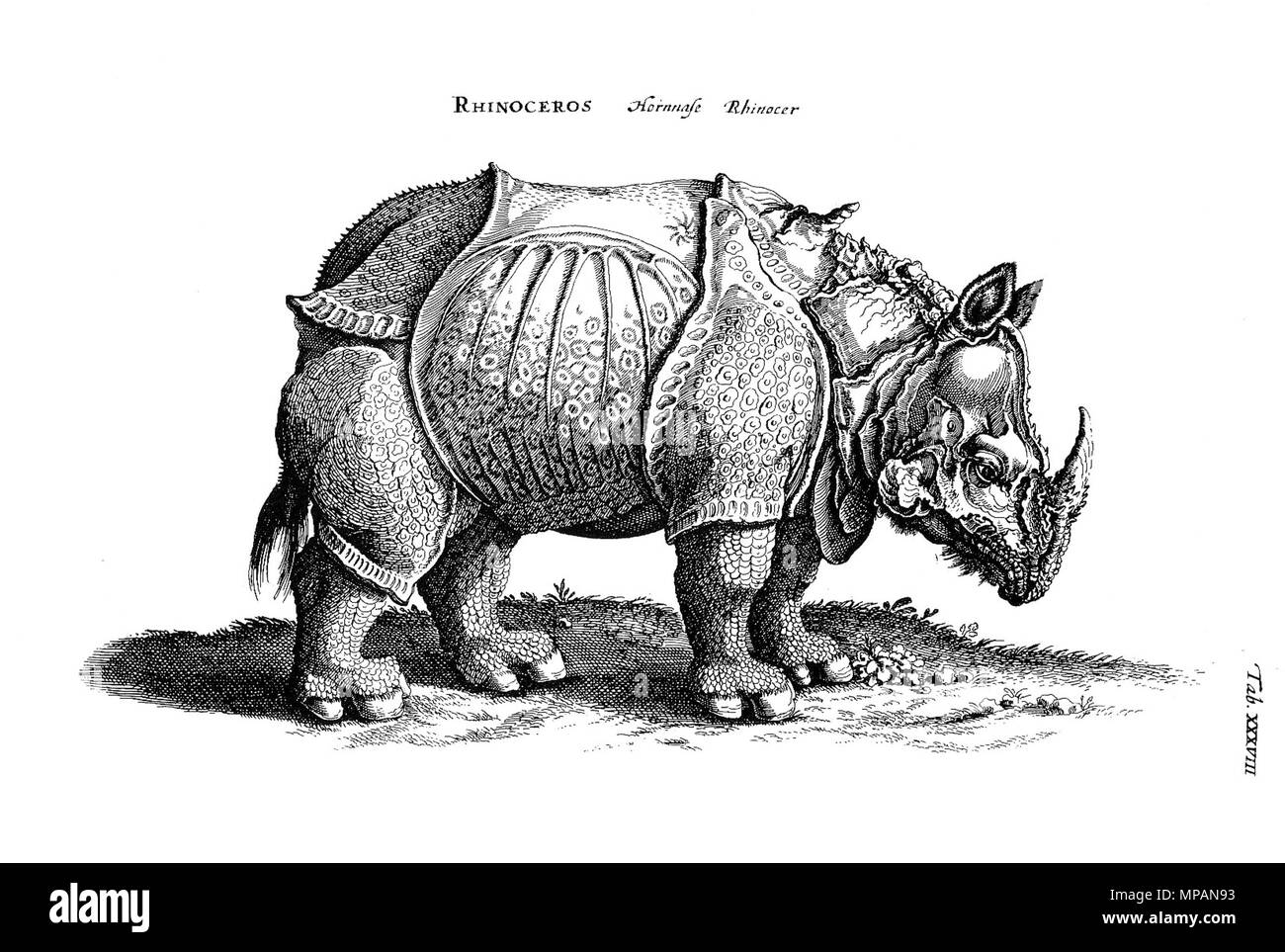 . Englisch: Copperplate-Illustration von "Historiae naturalis de quadrupedibus libri', Platte XXXVIII. Rhinoceros. English: Kupferstich-Illustration aus' Historiae naturalis de quadrupedibus libri', Tafeln XXXVIII. Rhinozeros. 1650. Matthäus Merian der Ältere 885 Merian Tiere 1650, Rhinozeros Stockfoto