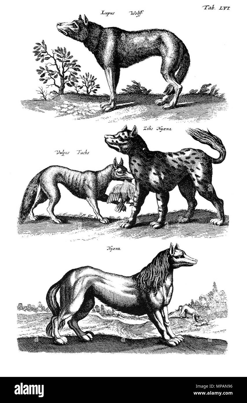 . Englisch: Copperplate-Illustration von "Historiae naturalis de quadrupedibus libri', Platte LVI. Wolf, Fuchs und Hyäne. English: Kupferstich-Illustration aus' Historiae naturalis de quadrupedibus libri', Tafel LVI. Wolf, Fuchs und Hyäne. 1650. Matthäus Merian der Ältere 885 Merian Tiere 1650, Wolf, Fuchs, Hyaene Stockfoto