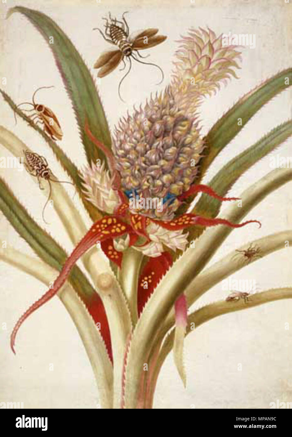 Wunderbare seltene Dinge: Die Kunst der natürlichen Geschichte im Zeitalter der Entdeckung der Queen's Gallery, Palast von Holyroodhouse 2. März - 16. September 2007 Maria Sibylla Merian (1647-1717) Ananas mit cockroache, c. 1701-05 Credit Line: Die Königliche Sammlung © 2006, Ihre Majestät Königin Elizabeth II. Dieses Foto ist zu Ende - nur Benutzer Medien. Es kann nur einmal verwendet werden und nur für die Vorschau oder Überprüfung der Ausstellung "Erstaunlich seltenen Sachen: Die Kunst der natürlichen Geschichte in das Zeitalter der Entdeckungen". Fotos dürfen nicht archiviert oder weiterverkauft werden. Kontakt: Öffentlichkeitsarbeit und Marketing, die Königliche Sammlung 020 Stockfoto