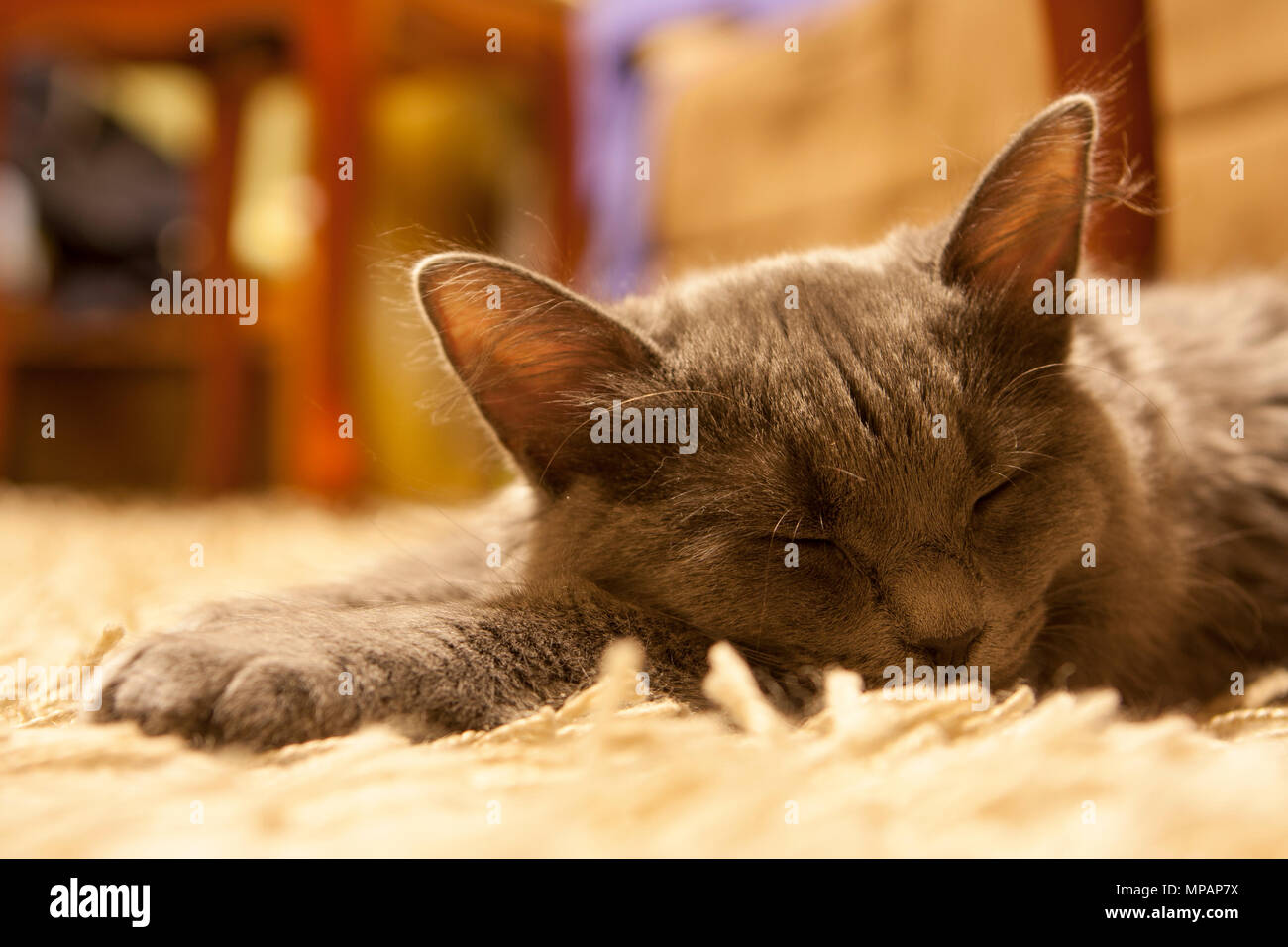 Graue Katze liegend auf dem Teppich Stockfoto