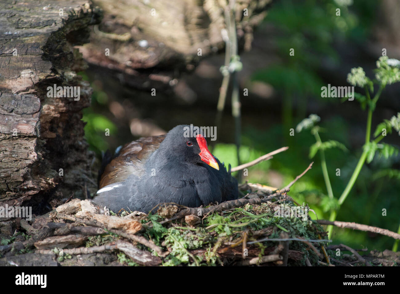 Nesting gemeinsame Sumpfhuhn, (Gallinula chloropus), auch waterhen oder der Sumpf Huhn, Regents Canal, London, Vereinigtes Königreich, Britischen Inseln bekannt Stockfoto