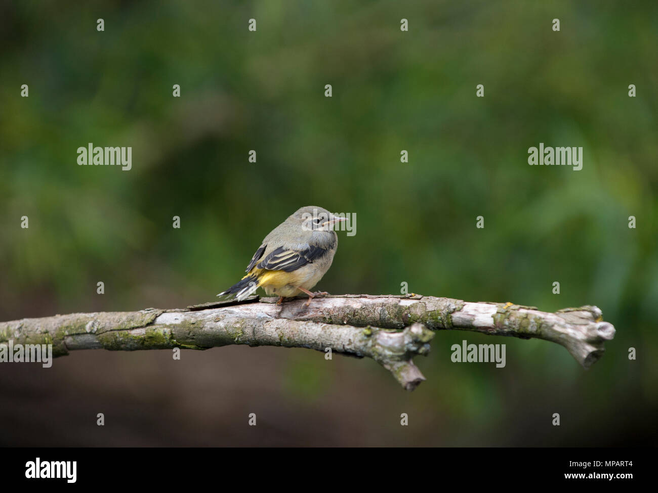 Juvenile Gebirgsstelze, Motacilla cinerea, Regents Park, London, Vereinigtes Königreich Stockfoto