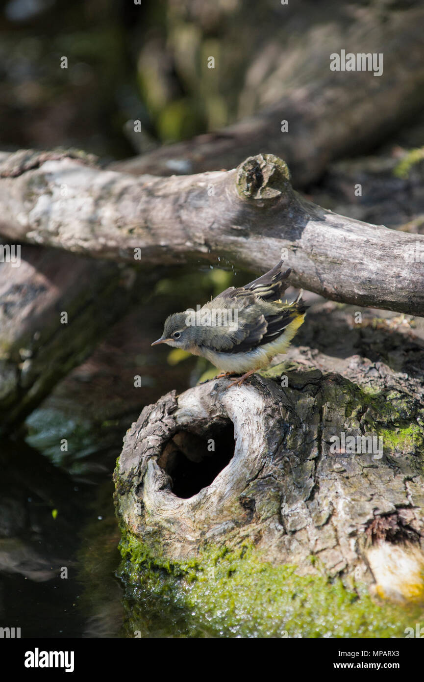 Der junge graue Schwanz Motacilla cinerea, Regent's Park, London, Großbritannien Stockfoto