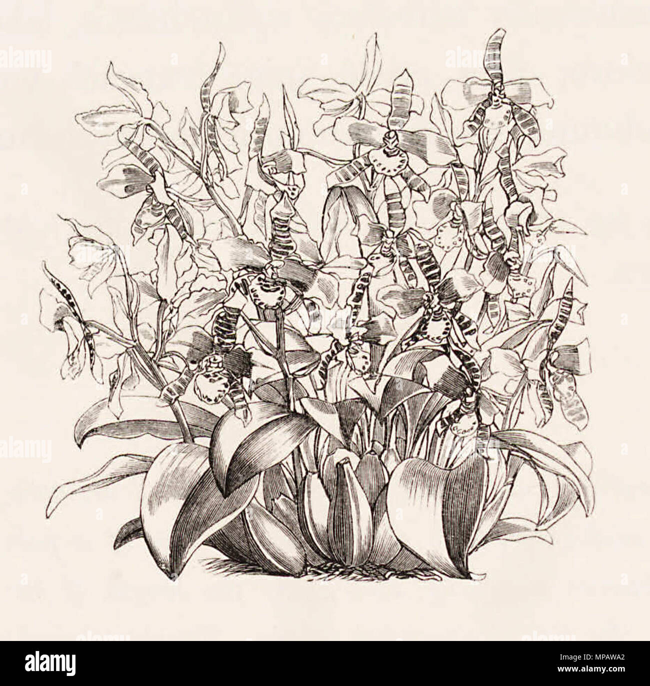 . Werk der Rossioglossum Grande (als Odontoglossum Grande) - in der Sammlung von Joshua Saunders, Esq., von einem Foto von sich genommen kopiert. 1874. Walter Hood Fitch del. et lith. James Bateman Ed 900 Monographie von Odontoglossum050 Stockfoto