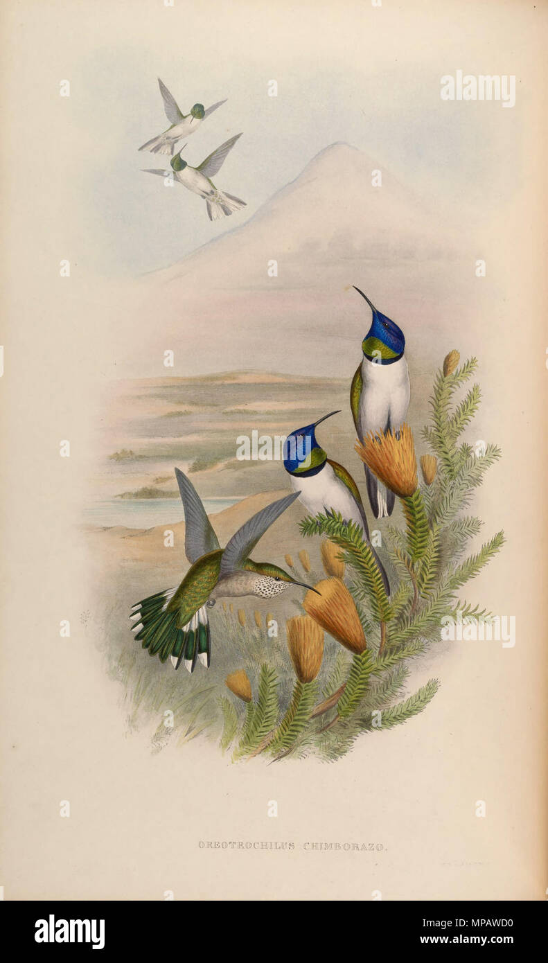 . Oreotrochilus Chimborazo. 1861. John Gould (1804 - 1881) Alternative Namen Gould Beschreibung britischer Zoologe Geburtsdatum / Tod 14. September 1804 vom 2. März 1881 Ort der Geburt / Todes Lyme Regis London Authority control: Q 313787 VIAF: 29597222 ISNI: 0000 0001 2125 9888 ULAN: 500006638 79100355 LCCN: n NLA: 35137514 WorldCat & Henry Constantine Richter (1821 - 1902) Beschreibung der Britischen Tiermaler Datum der Geburt / Tod 1821 vom 16. März 1902 Ort der Geburt des Royal Borough von Kensington und Chelsea Authority control: Q 1567083 VIAF: 227079511 ISNI: 0000 0003 6475 1332 NL Stockfoto