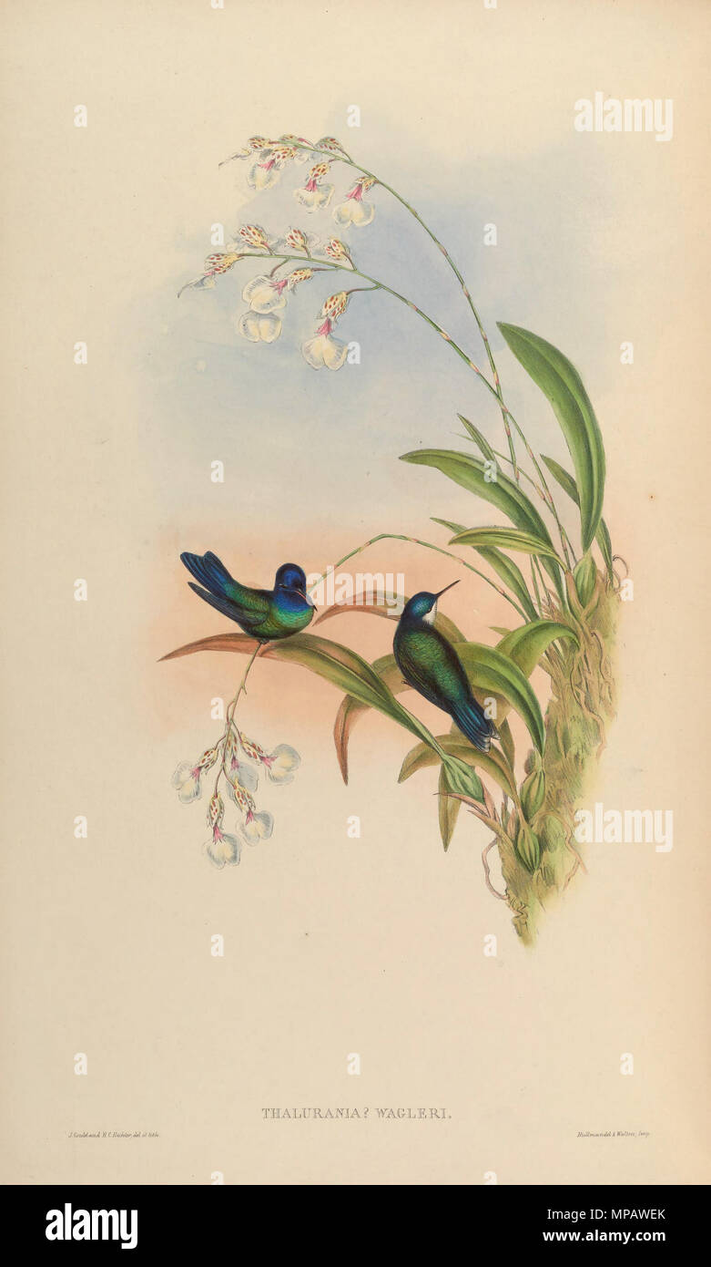 . Wagleri Thalurania=Cyanophaia bicolor [1]. 1861. John Gould (1804 - 1881) Alternative Namen Gould Beschreibung britischer Zoologe Geburtsdatum / Tod 14. September 1804 vom 2. März 1881 Ort der Geburt / Todes Lyme Regis London Authority control: Q 313787 VIAF: 29597222 ISNI: 0000 0001 2125 9888 ULAN: 500006638 79100355 LCCN: n NLA: 35137514 WorldCat & Henry Constantine Richter (1821 - 1902) Beschreibung der Britischen Tiermaler Datum der Geburt / Tod 1821 vom 16. März 1902 Ort der Geburt des Royal Borough von Kensington und Chelsea Authority control: Q 1567083 VIAF: 227079511 ISNI: 000 Stockfoto