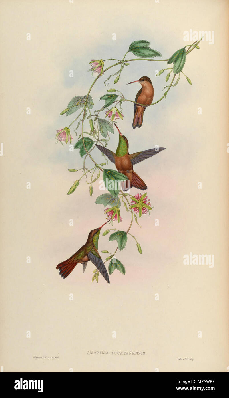 . Amazilia yucatanensis [1]. 1861. John Gould (1804 - 1881) Alternative Namen Gould Beschreibung britischer Zoologe Geburtsdatum / Tod 14. September 1804 vom 2. März 1881 Ort der Geburt / Todes Lyme Regis London Authority control: Q 313787 VIAF: 29597222 ISNI: 0000 0001 2125 9888 ULAN: 500006638 79100355 LCCN: n NLA: 35137514 WorldCat & Henry Constantine Richter (1821 - 1902) Beschreibung der Britischen Tiermaler Datum der Geburt / Tod 1821 vom 16. März 1902 Ort der Geburt des Royal Borough von Kensington und Chelsea Authority control: Q 1567083 VIAF: 227079511 ISNI: 0000 0003 6475 1332 NL Stockfoto