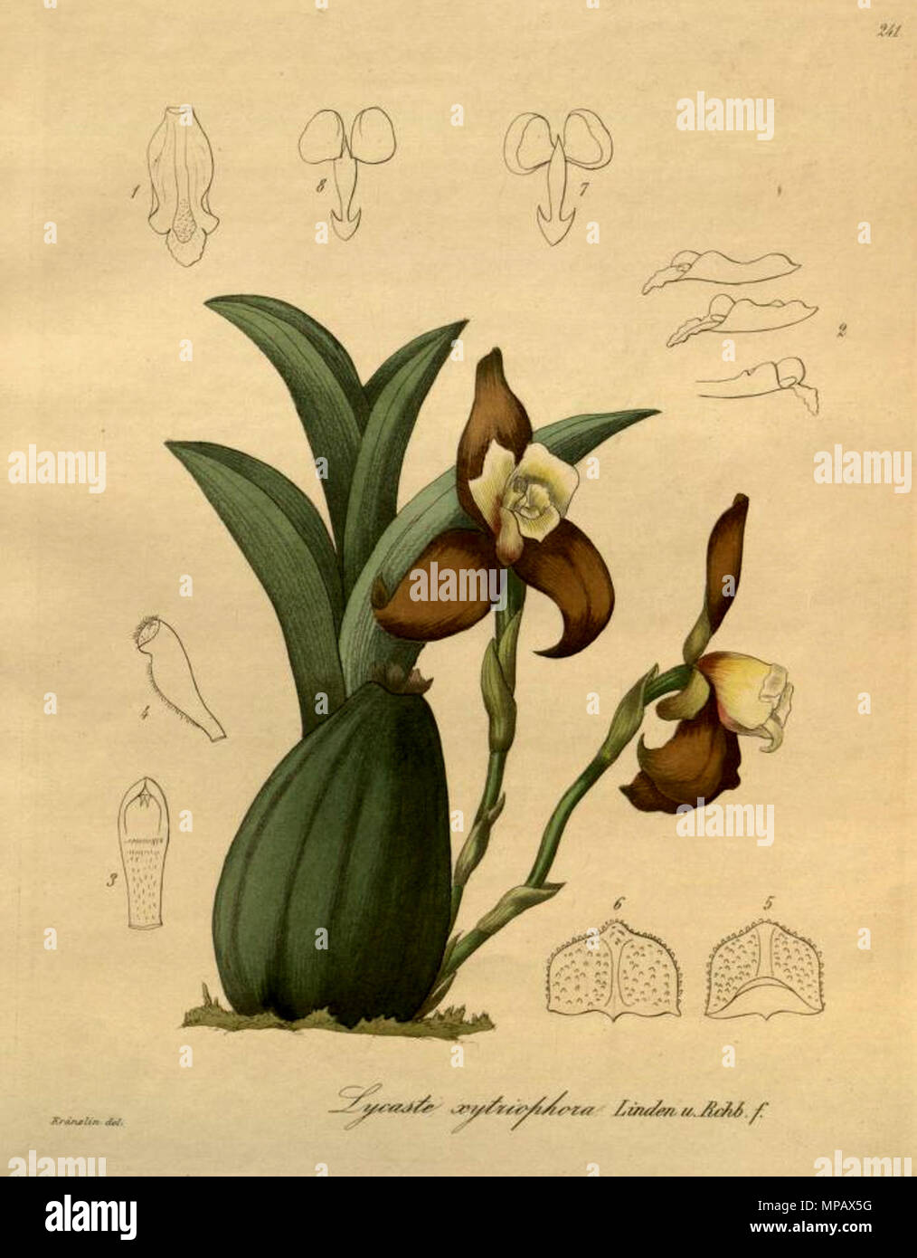. Abbildung: Lycaste xytriophora. 1900 (Buch), 1892 (diese Platte). Friedrich Wilhelm Ludwig Kränzlin (1847-1934) und Heinrich Gustav Reichenbach (1824 - 1889) Alternative Namen Rchb.f. Beschreibung German-Saxon pteridologist, Botaniker, Ornithologen und Hochschullehrer Geburtsdatum / Tod am 3. Januar 1824 6. Mai 1889 Ort der Geburt / Todes Dresden Hamburg Arbeitsort Leipzig Authority control: Q 62820 VIAF: 77066171 ISNI: 0000 0000 8396 1069 79125882 LCCN: n NLA: 35749194 Botaniker: Rchb.f. WorldCat 835 Lycaste xytriophora - Xenia Vol.3 Abb. 241 Stockfoto