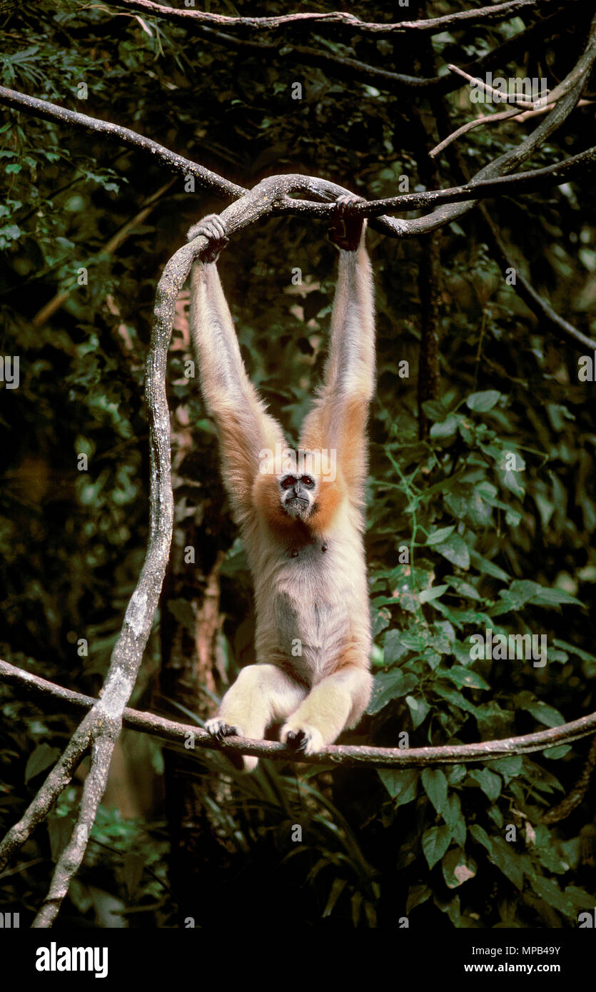 White-Cheeked Gibon (Hylobates lar), Laos Stockfoto