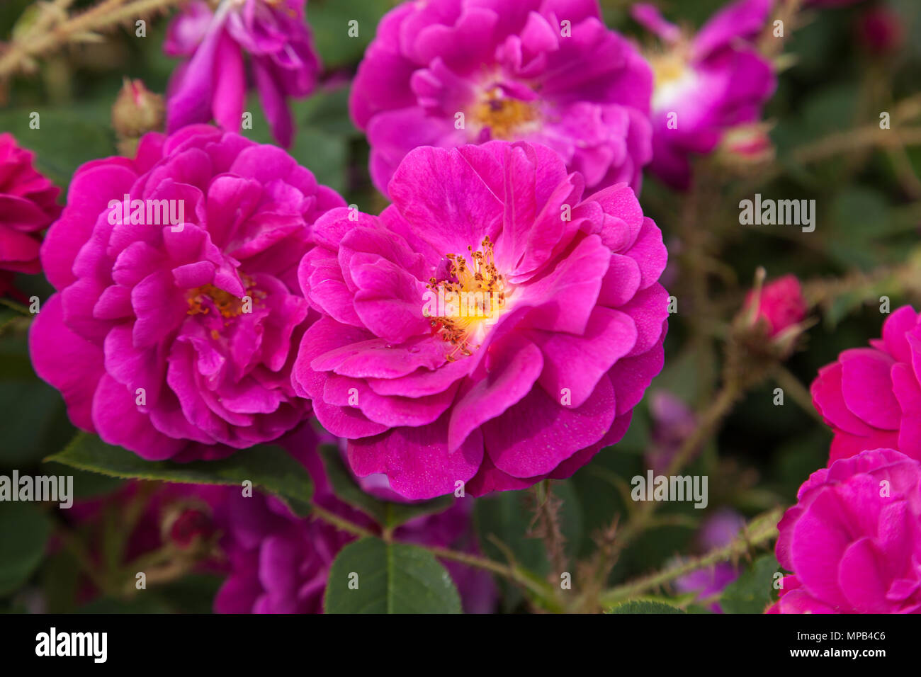 "Henri Martin 'Provence Rose, Mossros (Rosa centifolia) × Stockfoto