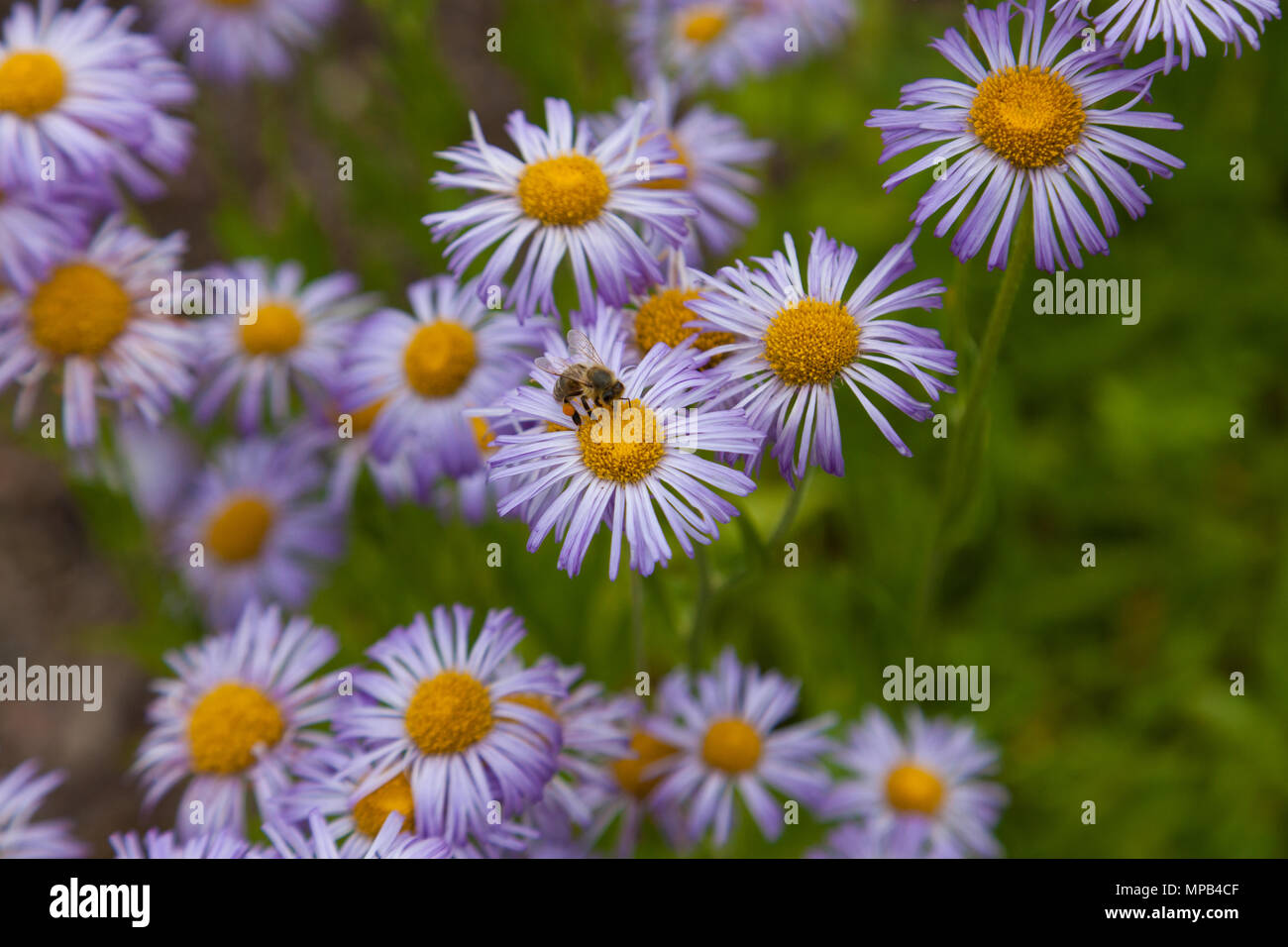 Robin Wegerich, Blåbinka (erigeron Pulchellus) Stockfoto