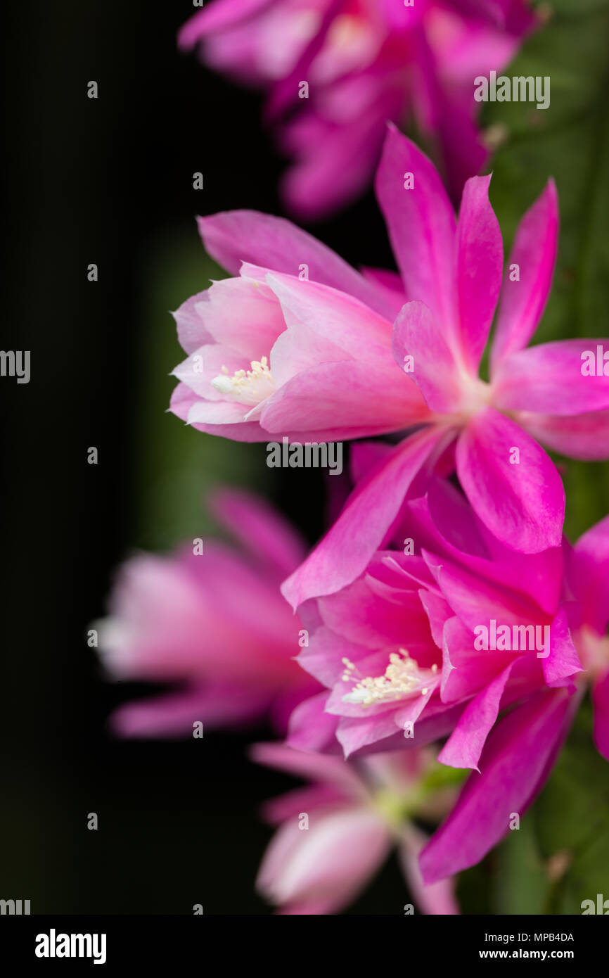 Deutsche Kaiserin, Drottningkaktus (Disocactus phyllanthoides) Stockfoto