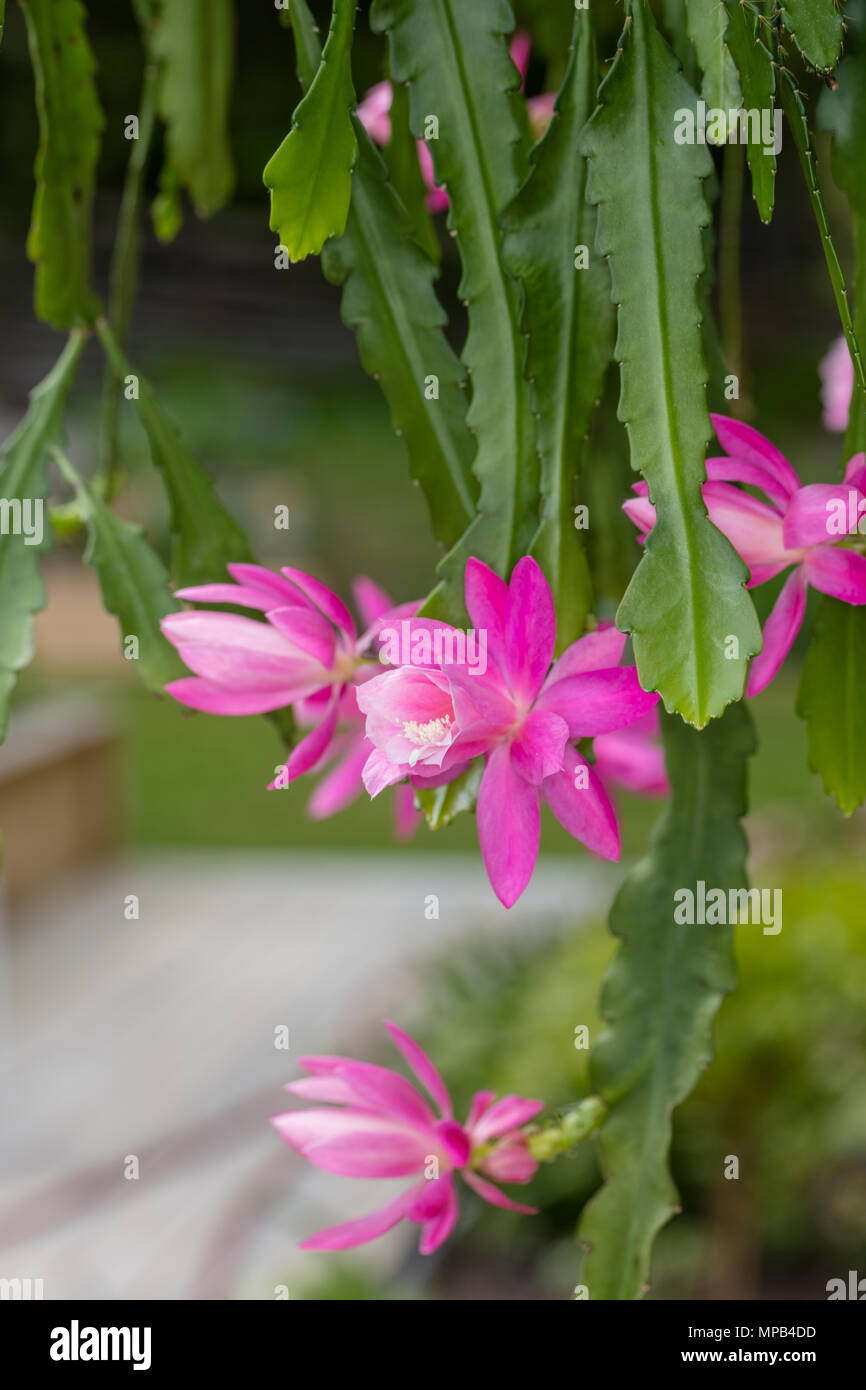 Deutsche Kaiserin, Drottningkaktus (Disocactus phyllanthoides) Stockfoto