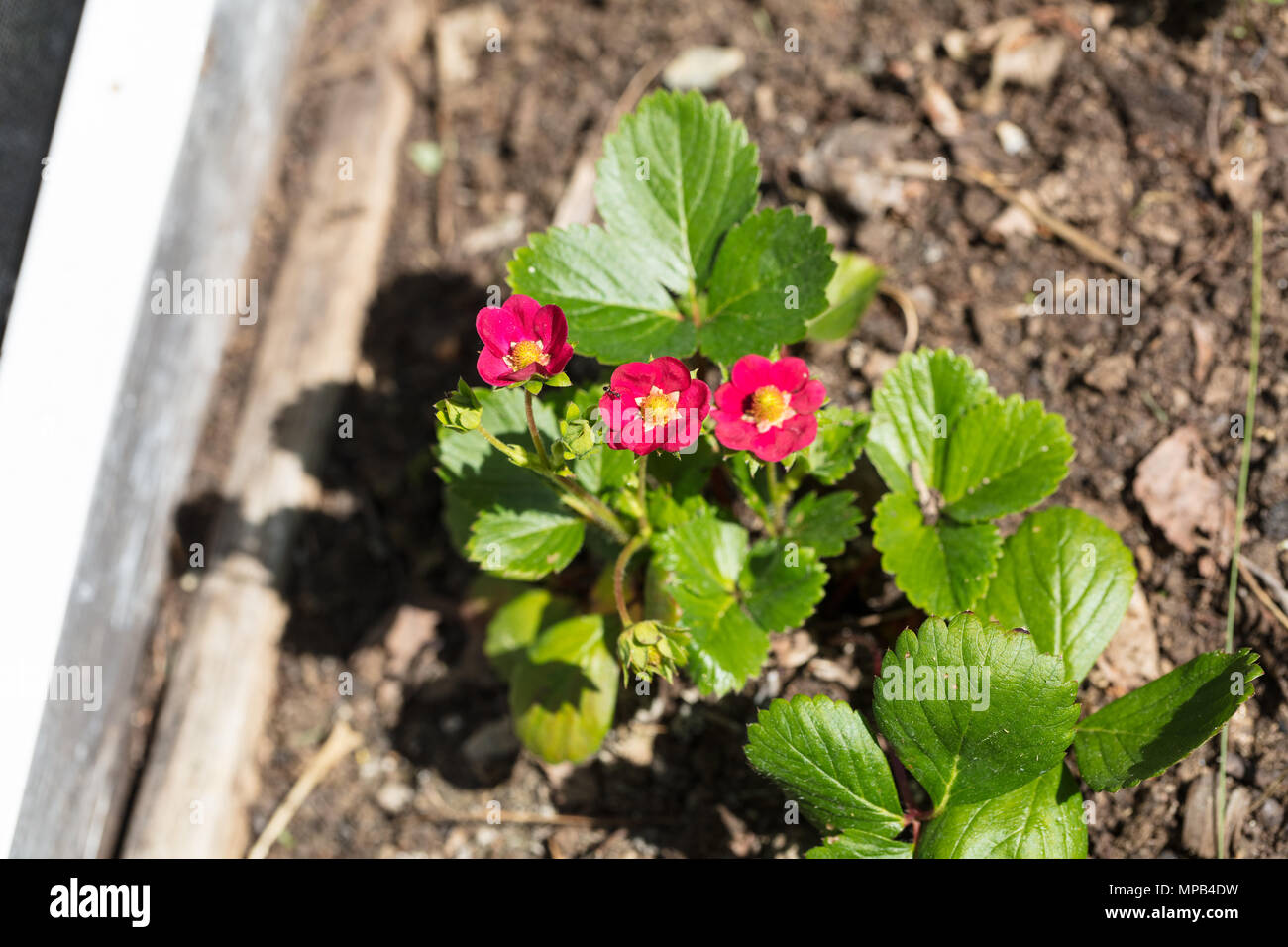 'Ruby ann' Weiß, Jordgubbe Erdbeere (Fragaria ananassa) Stockfoto