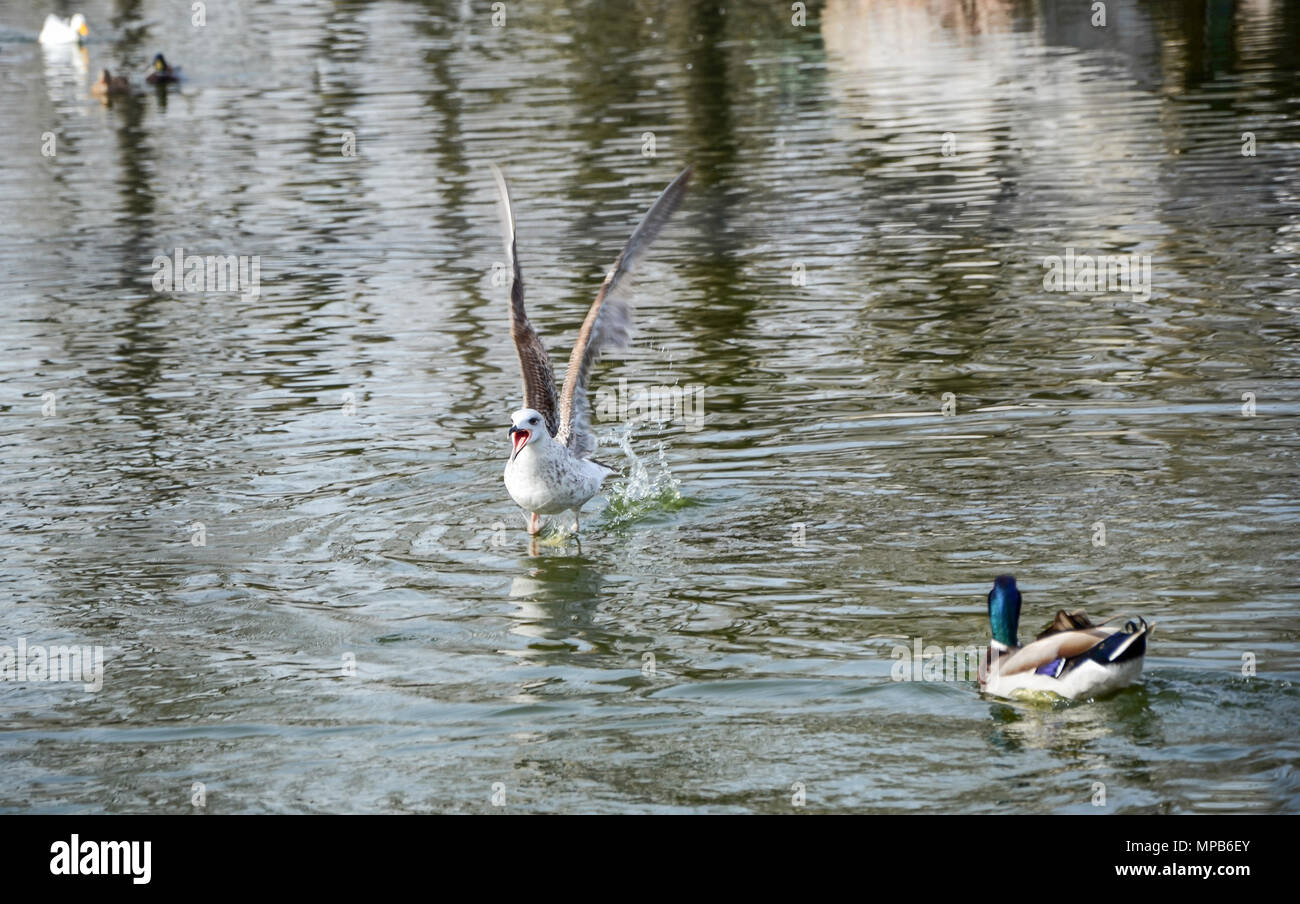 Flügel öffnen und Schreien Wasser Vogel auf der Wasseroberfläche Stockfoto