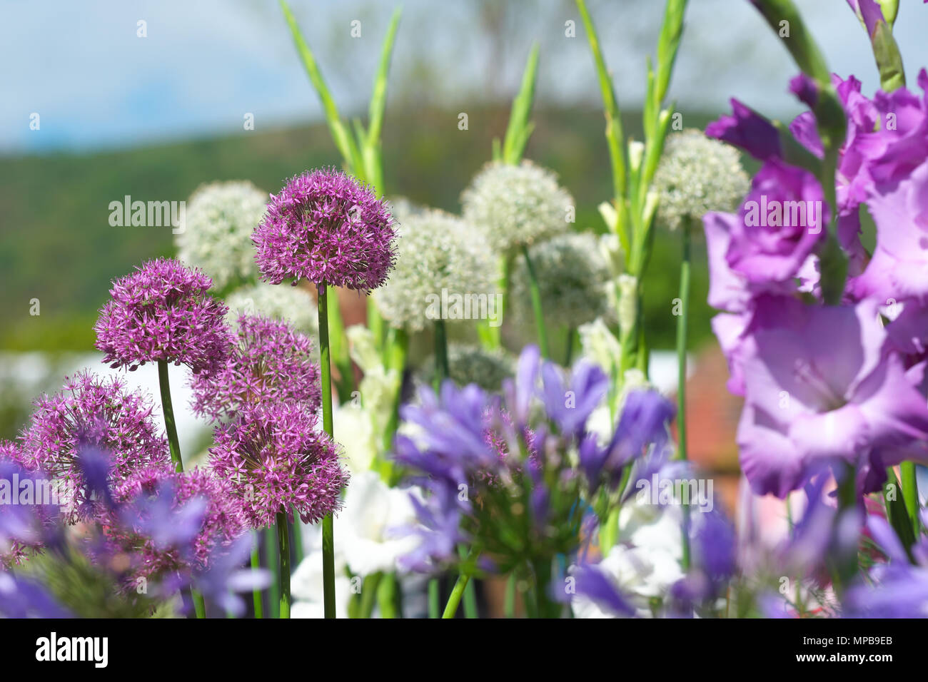 Allium gladiator rosa Blüten Stockfoto