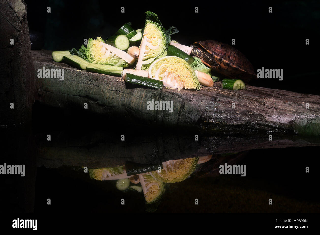 Eine rote Eared Dosenschildkröte genießt seine Frühstück im dosenschildkröte Gehäuse im Sea Life London vor der Welt Turtle Tag am Mittwoch, den 23. Mai. Stockfoto