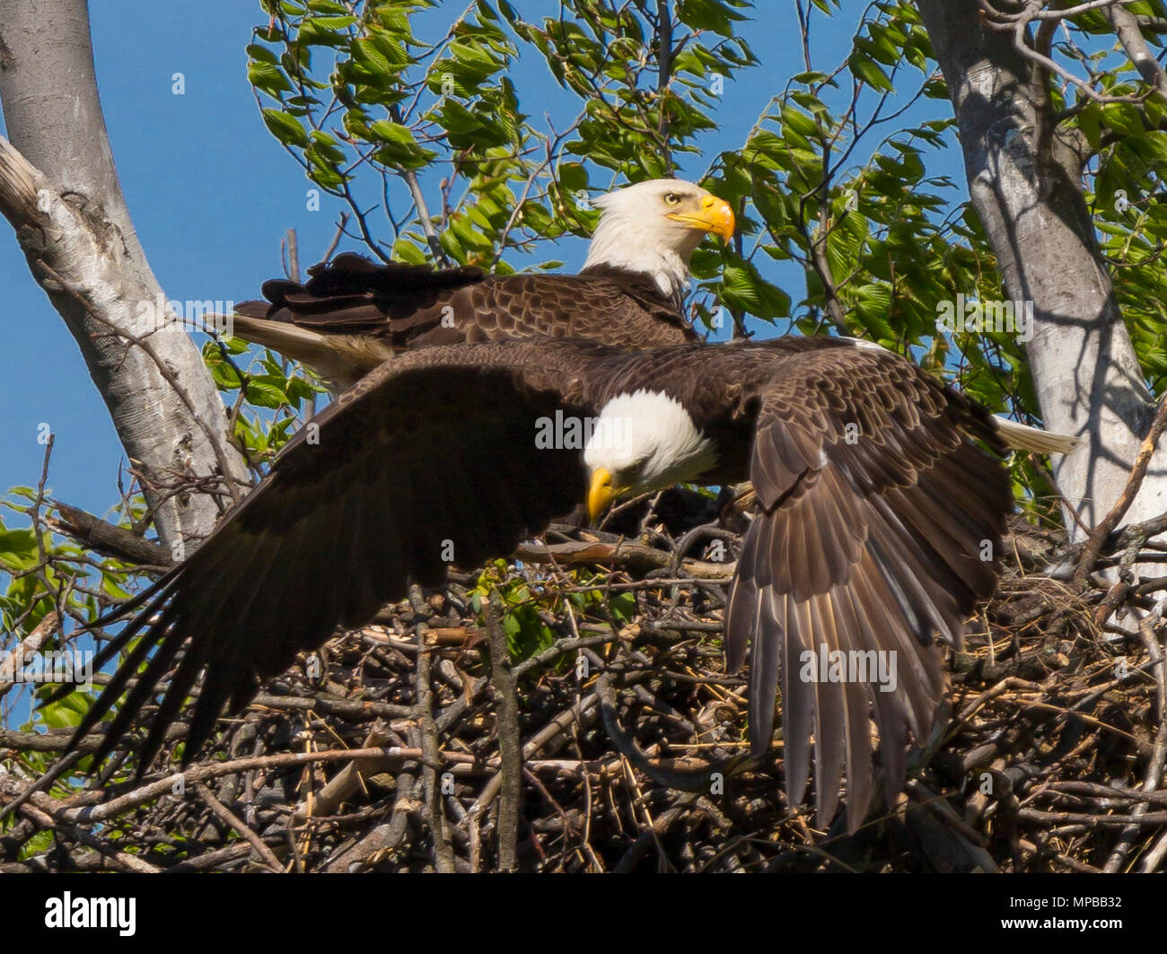 ARLINGTON, Virginia, USA - Bald Eagle pair und Nest, in der Nähe von Potomac River. Haliaeetus leucocephalus Stockfoto