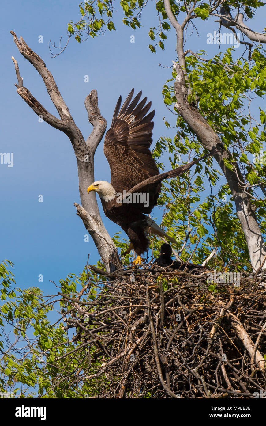 ARLINGTON, Virginia, USA - Erwachsene kahler Adler fliegt weg vom Nest mit zwei Küken, in der Nähe von Potomac River. Haliaeetus leucocephalus Stockfoto