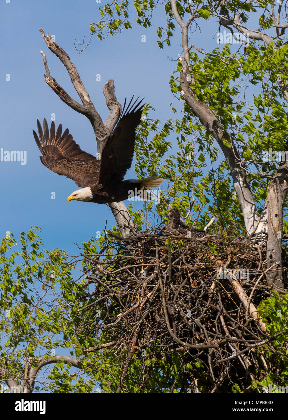 ARLINGTON, Virginia, USA - Erwachsene kahler Adler fliegt weg vom Nest mit zwei Küken, in der Nähe von Potomac River. Haliaeetus leucocephalus Stockfoto