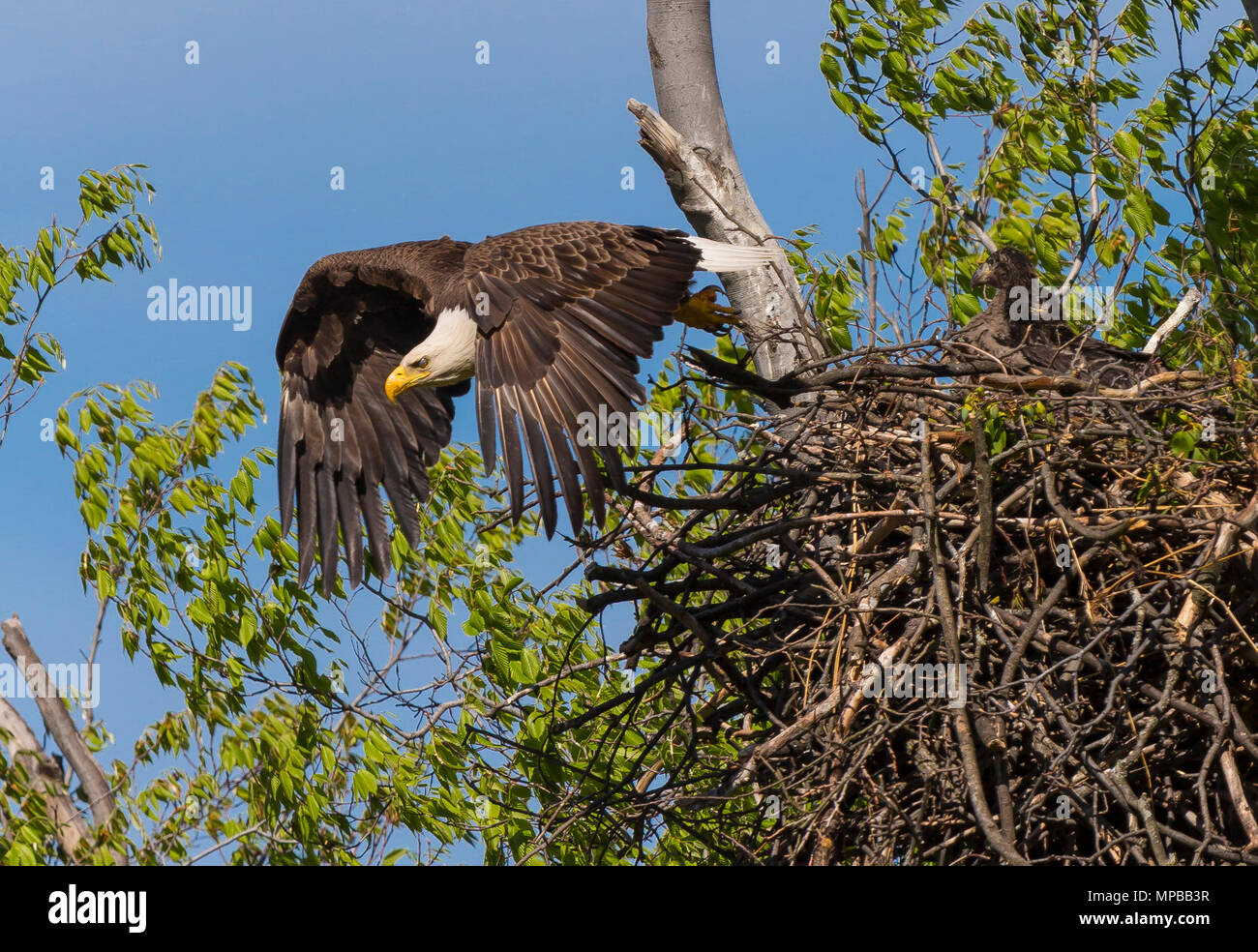 ARLINGTON, Virginia, USA - Erwachsene kahler Adler fliegt weg vom Nest mit zwei Küken, in der Nähe von Potomac River. Haliaeetus leucocephalus Stockfoto