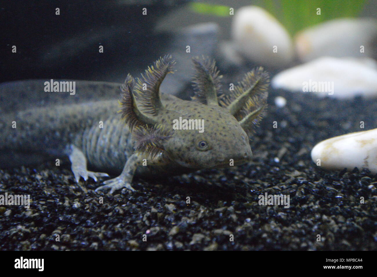 Wilde Art Axolotl, in meinem Aquarium, axolotl ist ca. 6-7 Monate alt Stockfoto