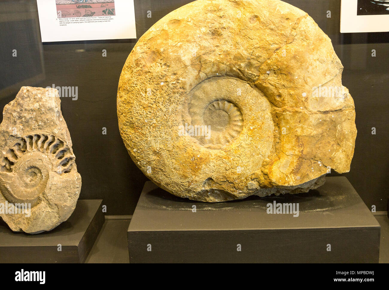 Ammonit fossil Anzeige im Museum Bruton, Somerset, England, Großbritannien Stockfoto