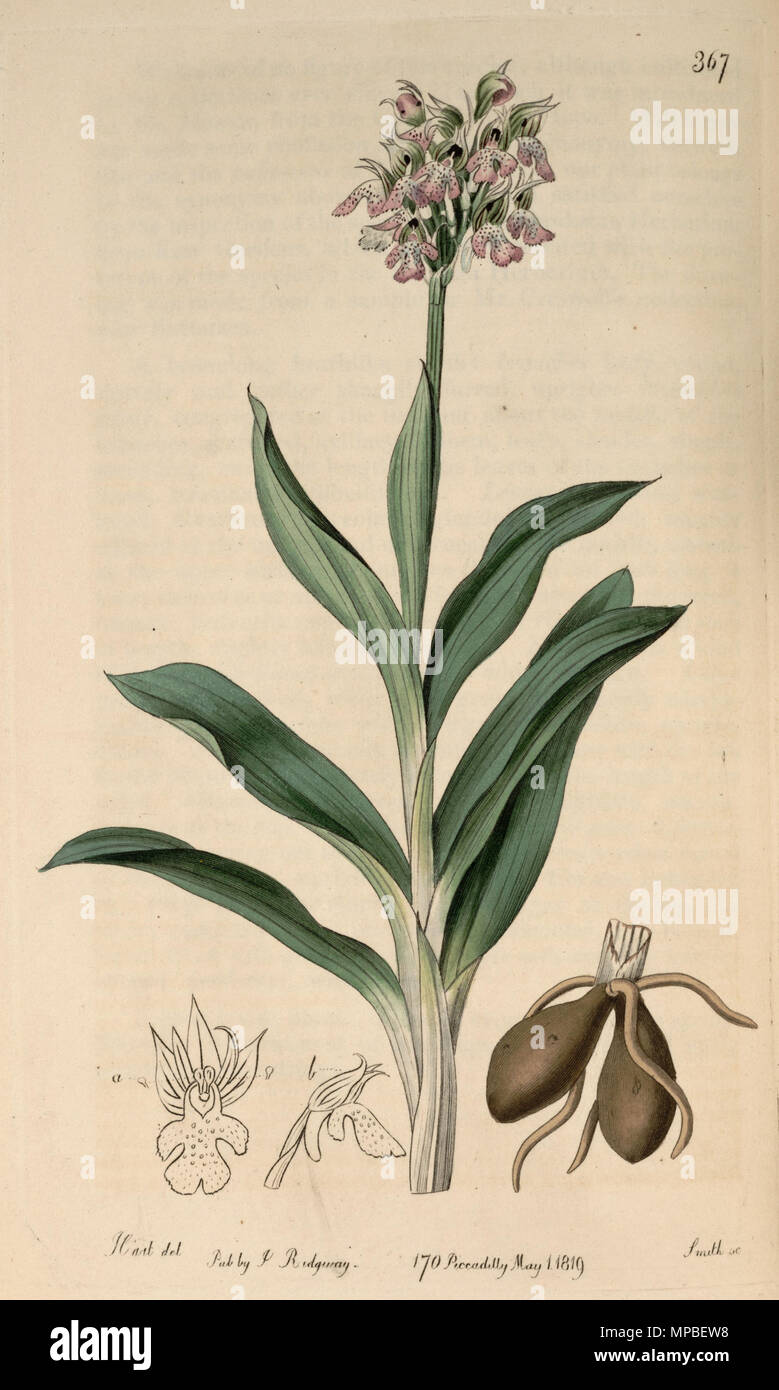 . Abbildung: Neotinea tridentata tridentata Subsp (syn. Orchis variegata Alle.). 1819. Designer: M. Hart-Graveur: Smith922 Neotinea tridentata tridentata Subsp (Orchis variegata)-Bot. Vo 5 pl.367 (1819) Stockfoto