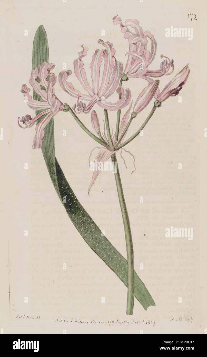 . "Nerine" Undulata. 1816. Smith 922 "Nerine" Undulata 172 Stockfoto