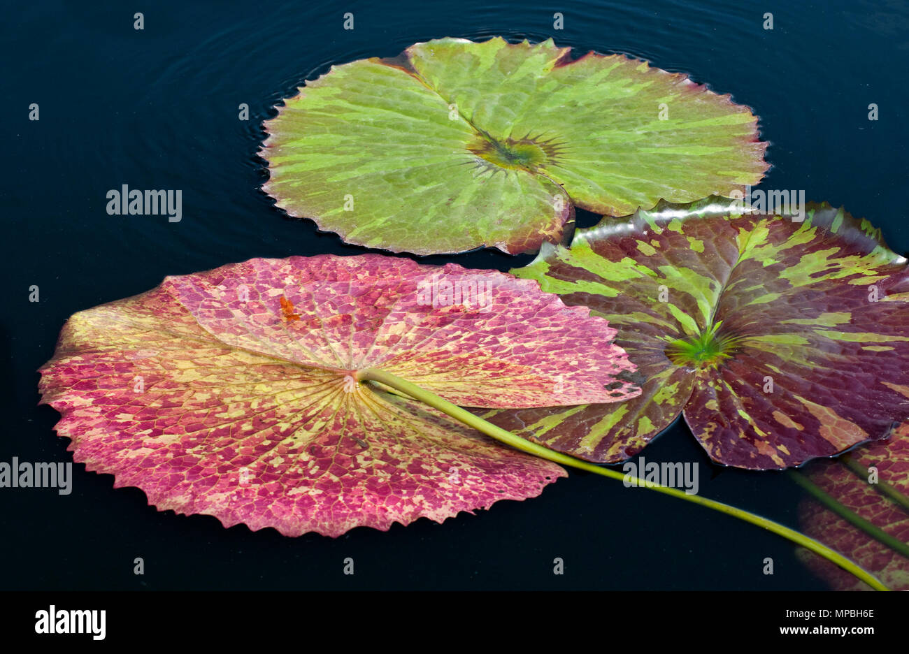 Bunte WASSER LILY PADS - nymphaea Stockfoto