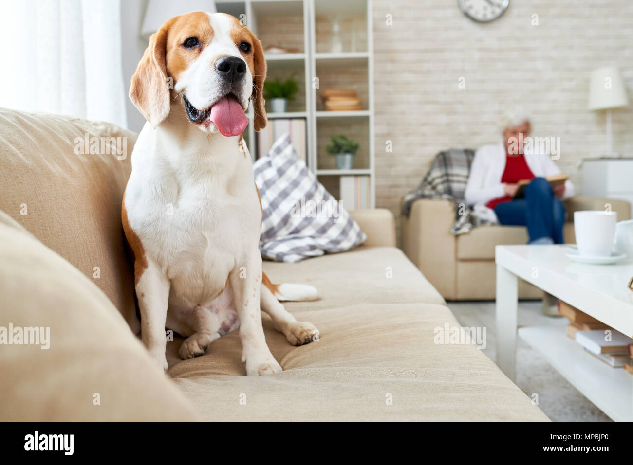 Beagle Hund auf der Couch entspannen Stockfoto