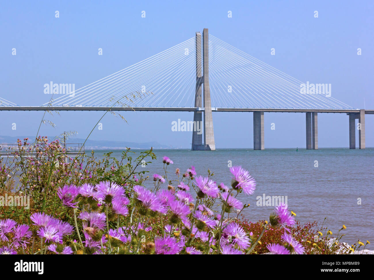 Schöne Blumen am Ufer mit Blick auf den Vasco da Gama zarte Schrägseilbrücke Unterstützung waren. Ein Frühling Landschaft von Lissabon, Portugal. Stockfoto