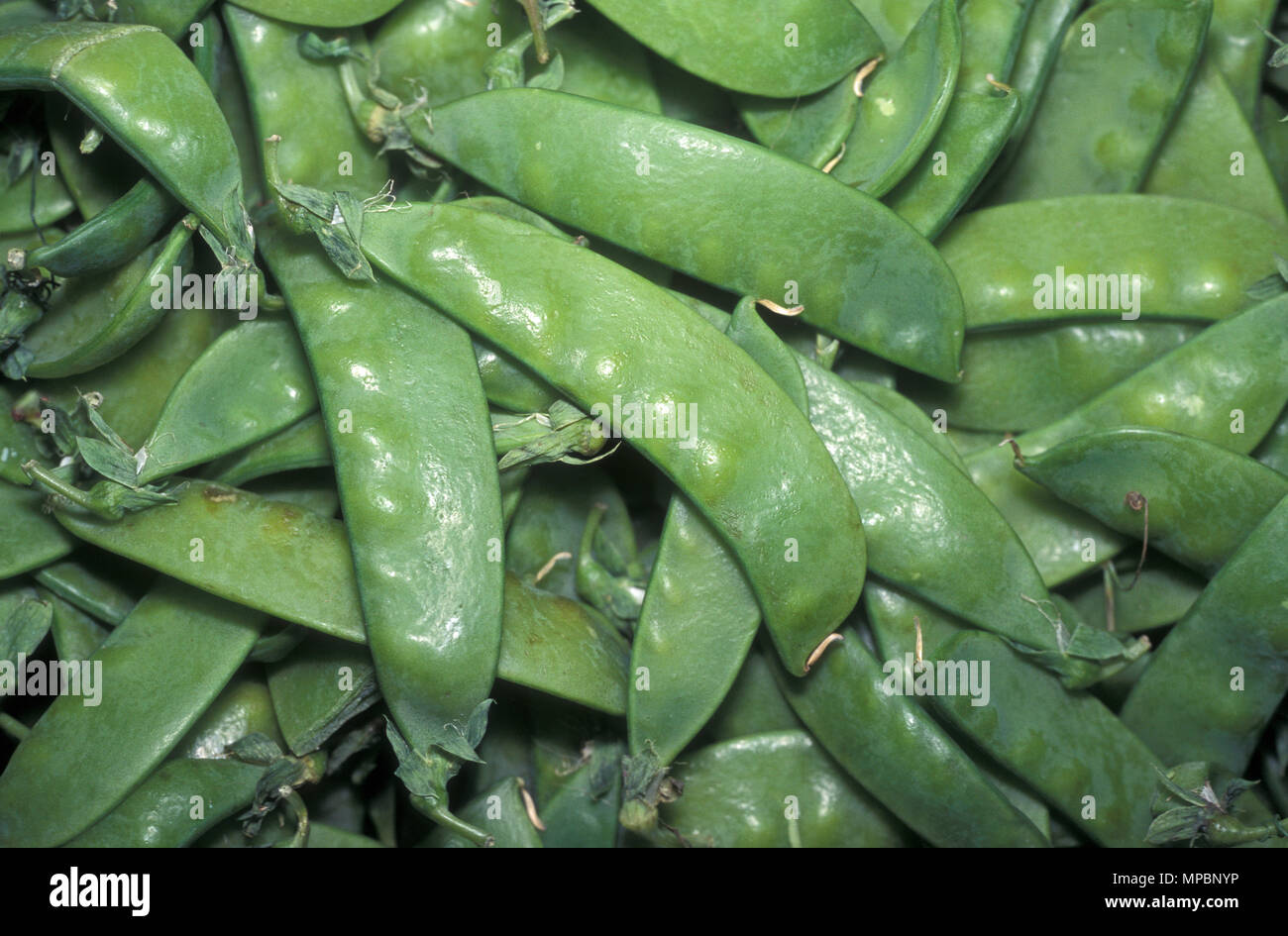 Schnee Erbsen (Pisum sativum), auch bekannt als chinesische ZUCKERSCHOTEN, ZUCKERERBSEN und MANGETOUT Stockfoto