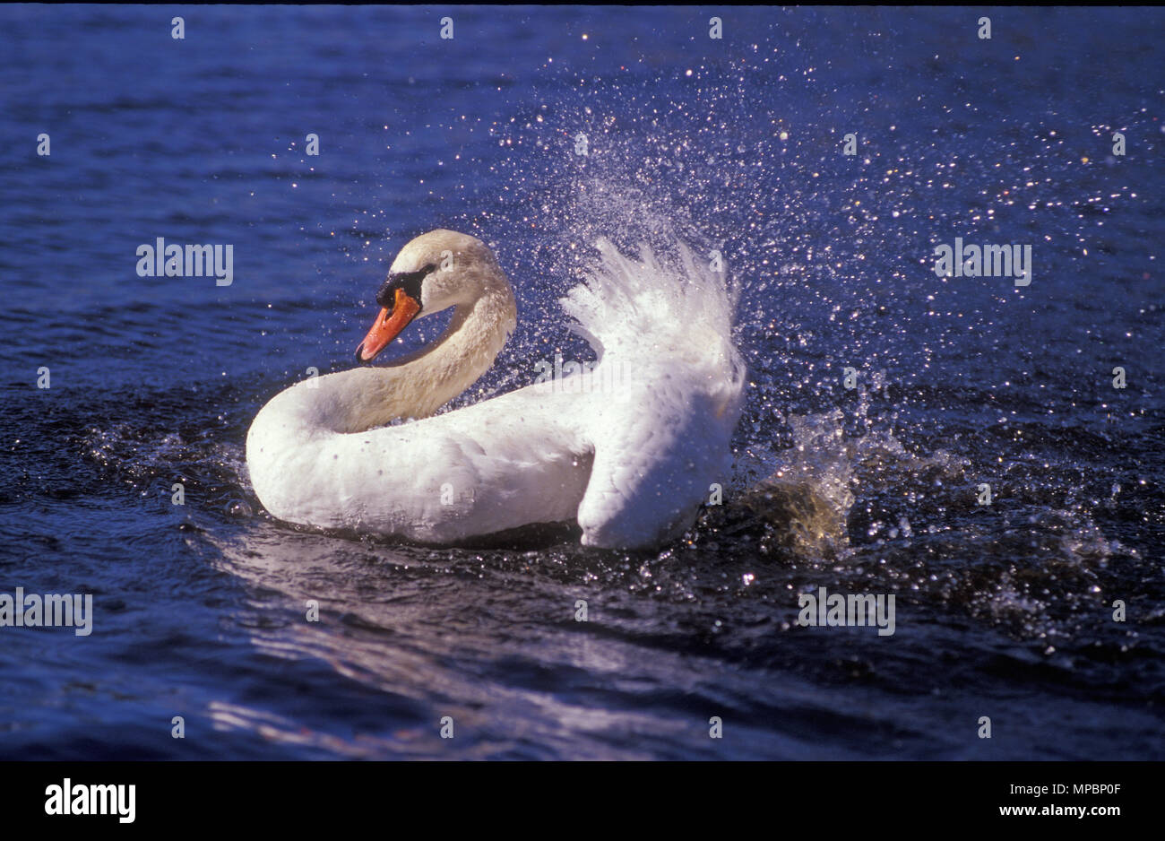 Höckerschwan (Cygnus olor) Avon River, Western Australia. Stockfoto