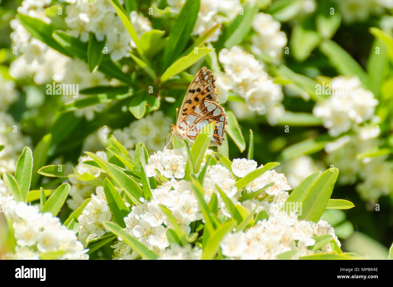 Schöner Schmetterling thront auf einem weißen Blume. Insekt Tiere. Stockfoto