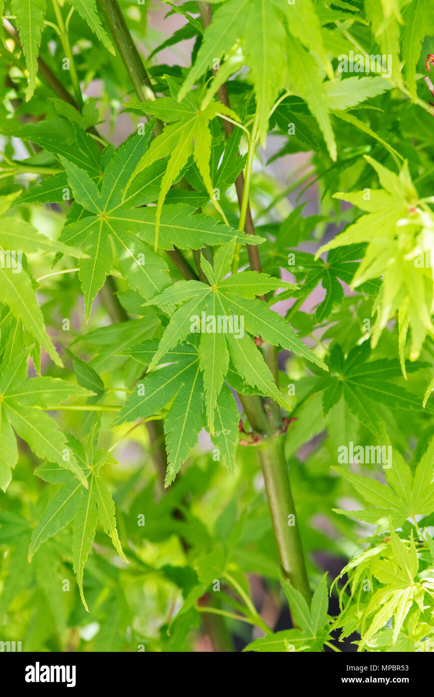 Acer palmatum 'Going green'. Japanischer Ahorn 'Grün', Blätter im Mai eine Blume zeigen. Großbritannien Stockfoto