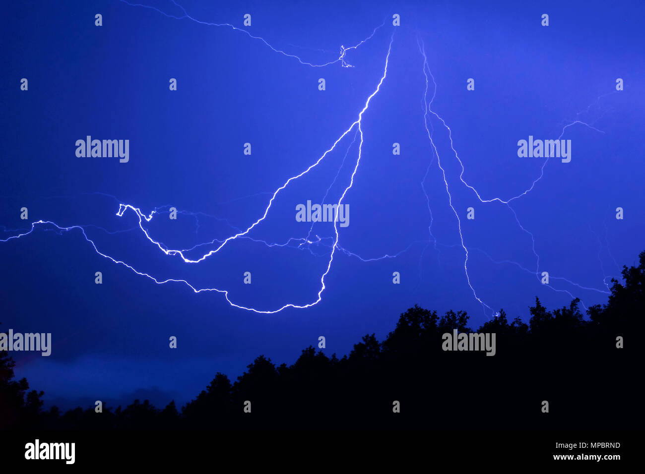 Blitz in der Form einer Spinne im Laufe der Nacht den Wald. Silhouetten der Bäume vor dem Hintergrund einer hellen Blitz Stockfoto