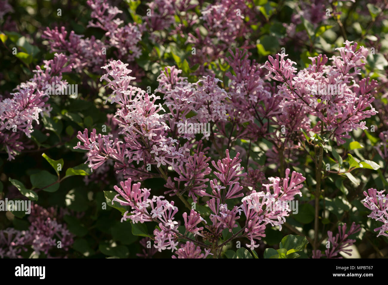Syringa superba Fotos und Bildmaterial in hoher Auflösung Alamy
