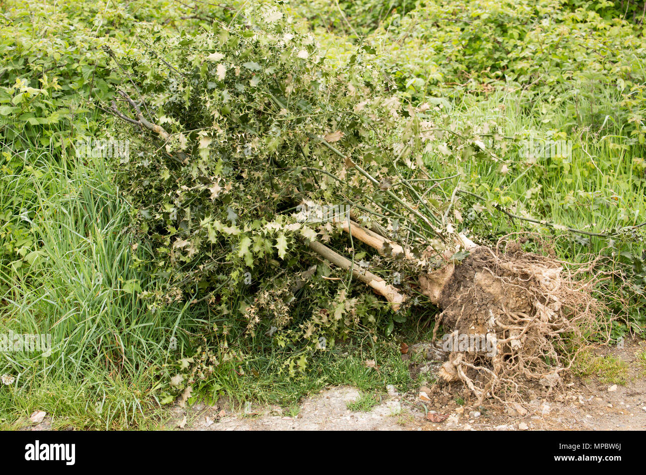 Eine entwurzelte Holly Tree oder holly bush, Ilex aquifolium, in einem layby in Dorset England UK GB entleert. Stockfoto