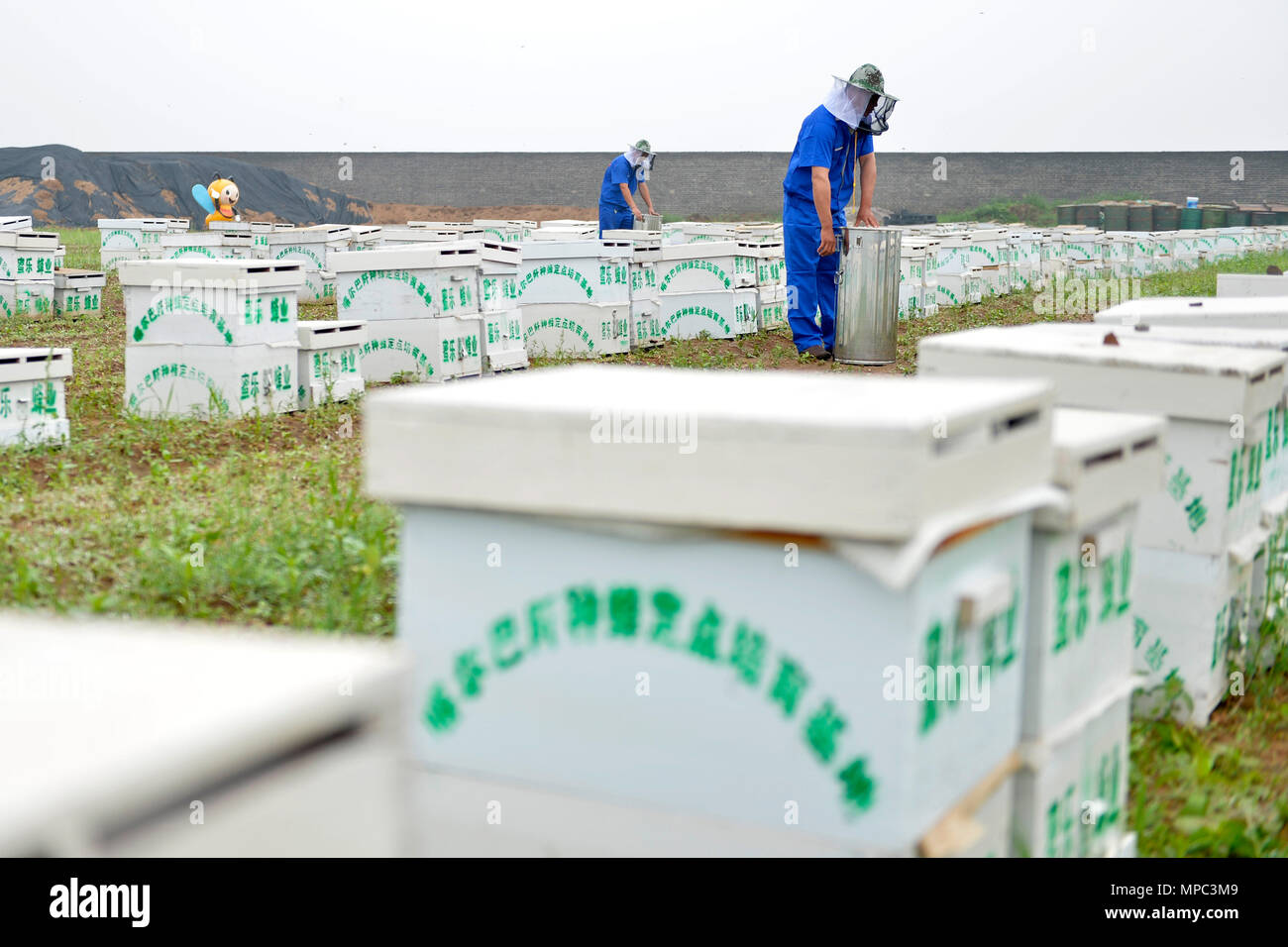(180522) - XINGTAI, 22. Mai 2018 (Xinhua) - Mitarbeiter arbeiten an einem Honig Firma in Longyao County, im Norden der chinesischen Provinz Hebei, 22. Mai 2018. Der jährliche Umsatz von Honig und verwandte Produkte in Longyao sind über 6,28 Millionen US-Dollar. (Xinhua / Mu Yu) (mcg) Stockfoto