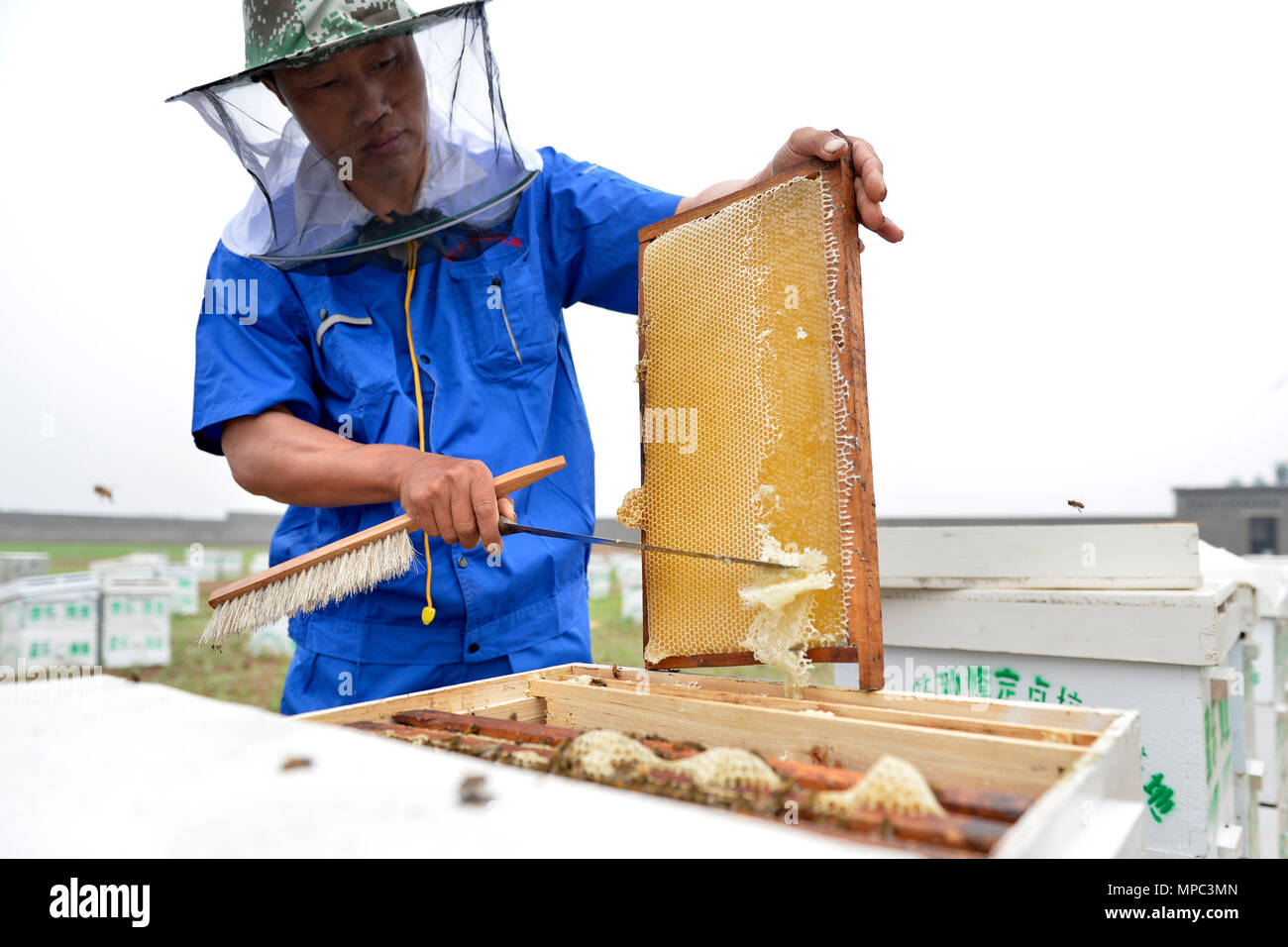 (180522) - XINGTAI, 22. Mai 2018 (Xinhua) - ein Arbeiter sammelt Honig in einem Unternehmen Longyao County, im Norden der chinesischen Provinz Hebei, 22. Mai 2018. Der jährliche Umsatz von Honig und verwandte Produkte in Longyao sind über 6,28 Millionen US-Dollar. (Xinhua / Mu Yu) (mcg) Stockfoto