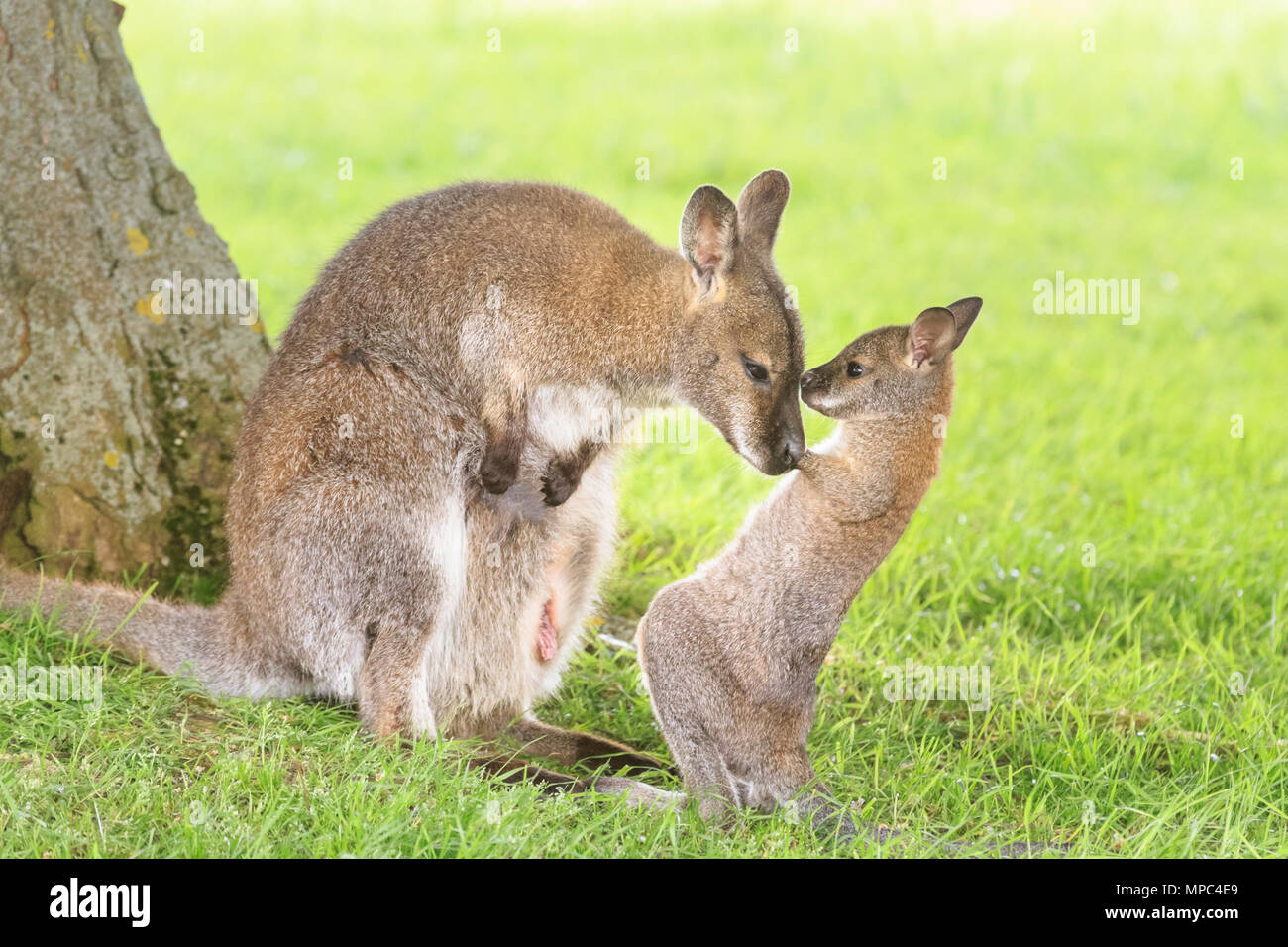 Ein Baby-Wallaby, bekannt als joey, schaut aus seiner schützenden Muttertasche und macht sich an einem warmen und sonnigen Nachmittag im ZSL Whipsnade Zoo in Befordshire auf Entdeckungsreise. Whipsade hat eine große Gruppe von Bennetts Wallabys (Macropus rufogriseus), auch Rothalswallabys genannt. Joeys verbleiben neun Monate nach der Geburt in der Tasche ihrer Mutter, bevor sie sich in die Welt begeben, aber oft in der Tasche wieder in Sicherheit gehen. Quelle: Bildplotter Stockfoto
